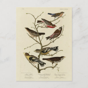 Cartão Postal Finch, Bunting, Grosbeak, Aves de Audubon da Améri