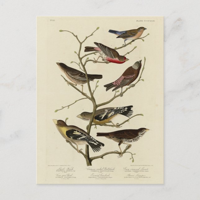 Cartão Postal Finch, Bunting, Grosbeak, Aves de Audubon da Améri (Frente)