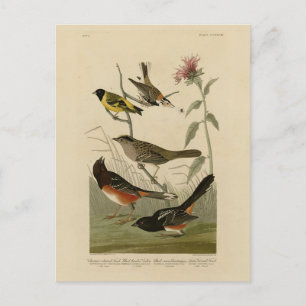 Cartão Postal Finch, Towhere, Sparrow, Pássaros da América de Au