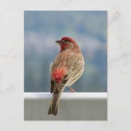Cartão Postal Finch Vermelho Verificando a Vista.
