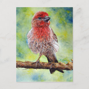 Cartão Postal Finchy Post Card