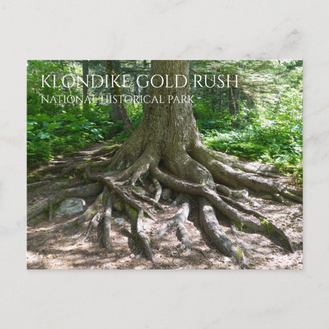 Cartão Postal Finnegan's Point, Chilkoot Trail, Dourado Rush NHP (Frente)