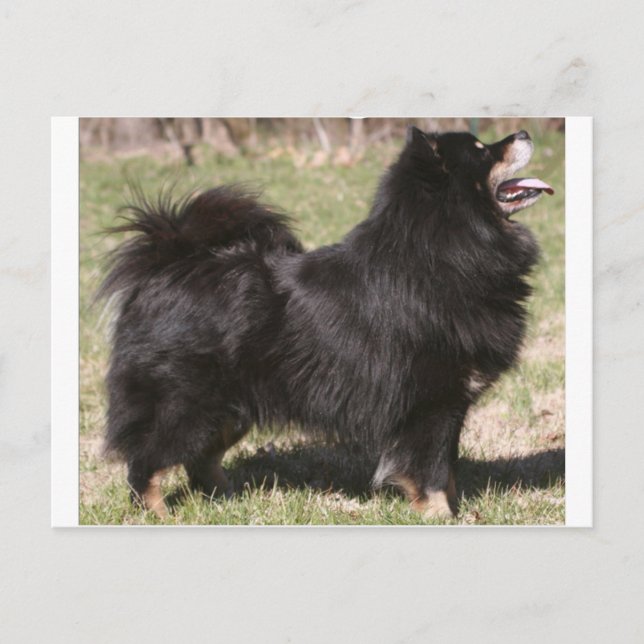 Cartão Postal finnish lapphund completo (Frente)