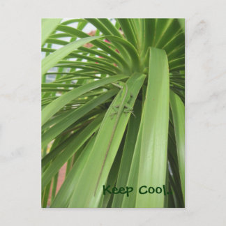 Cartão Postal Fique Legal.