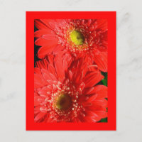 Fire Red Gerbera