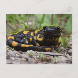 Cartão Postal Fire Salamander