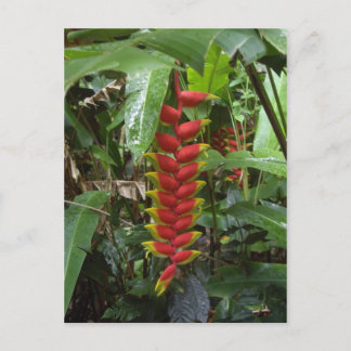 Cartão Postal Firecracker do Havaí