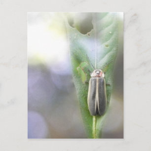 Cartão Postal Firefly - Photuris Pyralis