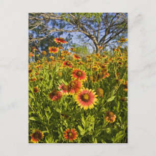 Cartão Postal Fireros Gaillardia pulchella) flores silvestres