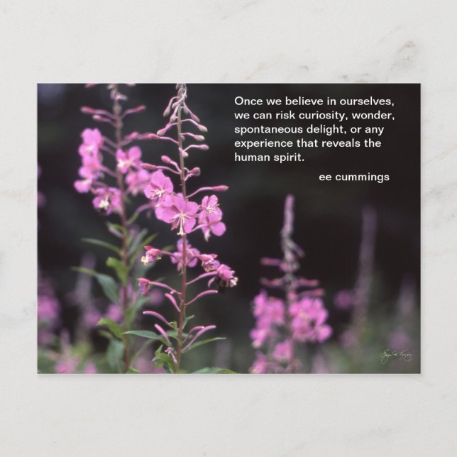 Cartão Postal Fireweed Plants - ee cummings quote (Frente)