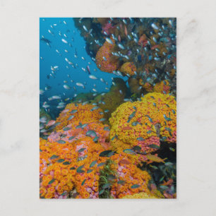 Cartão Postal Fish Among Coral Reef
