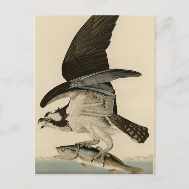 Cartão Postal Fish Hawk, Osprey, das Aves da América de Audubon (Frente)