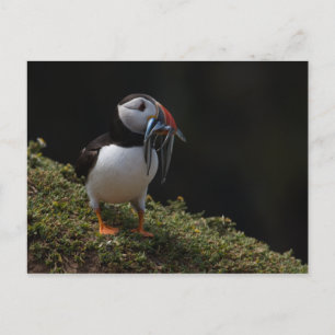 Cartão Postal Fisher Puffin