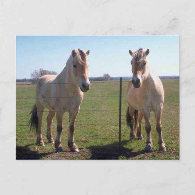 Cartão Postal Fjords Noruegueses (Frente)