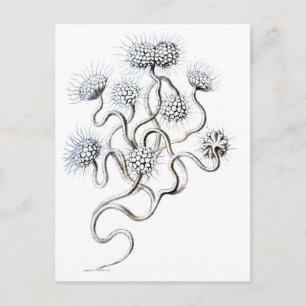 Cartão Postal Flagellata, Ernst Haeckel Belas Artes