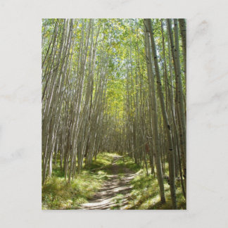 Cartão Postal Flagstaff aspen