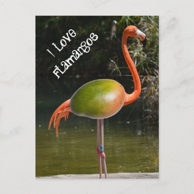 Cartão Postal Flamango (Frente)