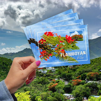 Cartão Postal Flamboyán Tree de Porto Rico