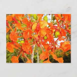 Cartão Postal Flamboyan tree flores (CloseUp)