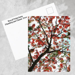 Cartão Postal Flamboyant Royal Poinciana Flame Tree Fotográfico