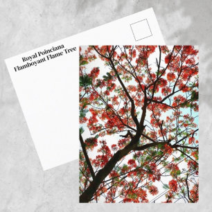 Cartão Postal Flamboyant Royal Poinciana Flame Tree Fotográfico
