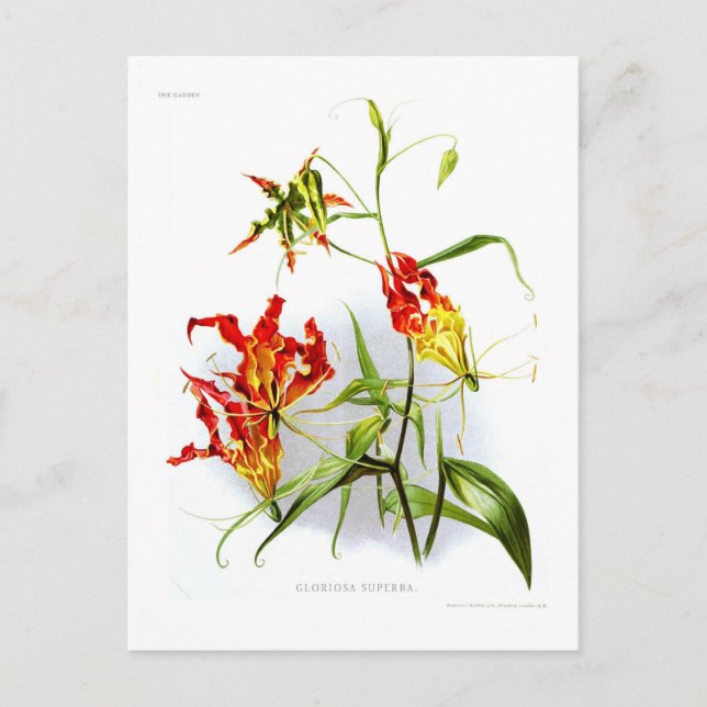 Cartão Postal Flame Lily (Gloriosa superba) (Frente)