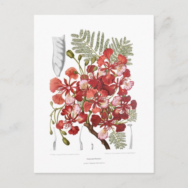 Cartão Postal Flame Tree (Delonix regia) (Frente)