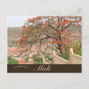 Cartão Postal Flame Trees em Bamako Mali