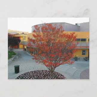 Cartão Postal FlameTree Yerba Buena