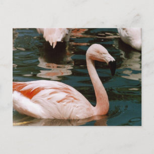 Cartão Postal Flamingo