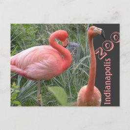 Cartão Postal Flamingo