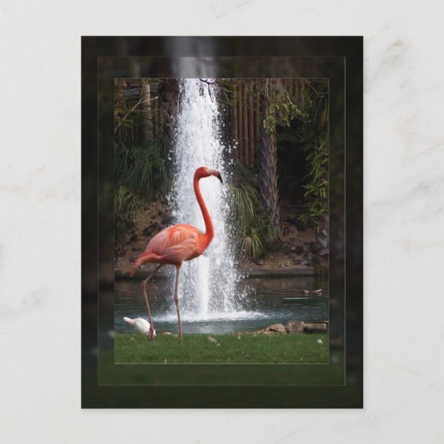Cartão Postal Flamingo (Frente)