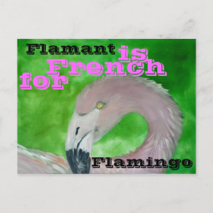 Cartão postal Flamingo