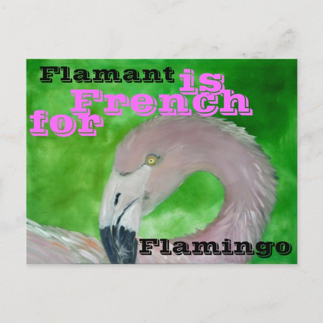 Cartão postal Flamingo (Frente)