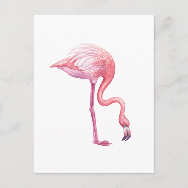 Cartão Postal Flamingo (Frente)