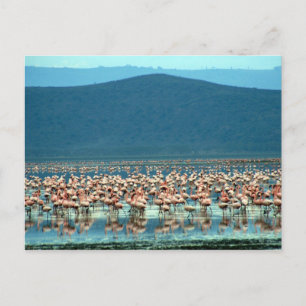 Cartão Postal flamingo