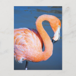 Cartão Postal Flamingo