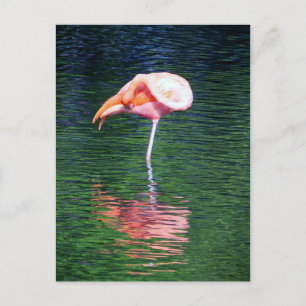 Cartão Postal Flamingo