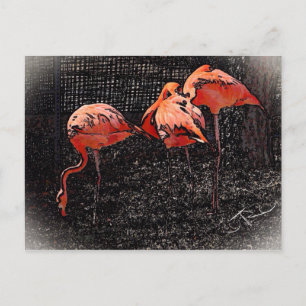 Cartão Postal Flamingo
