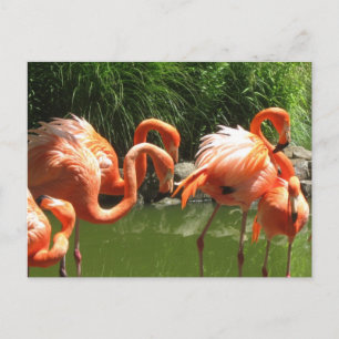 Cartão Postal Flamingo