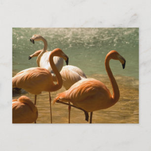 Cartão Postal Flamingo