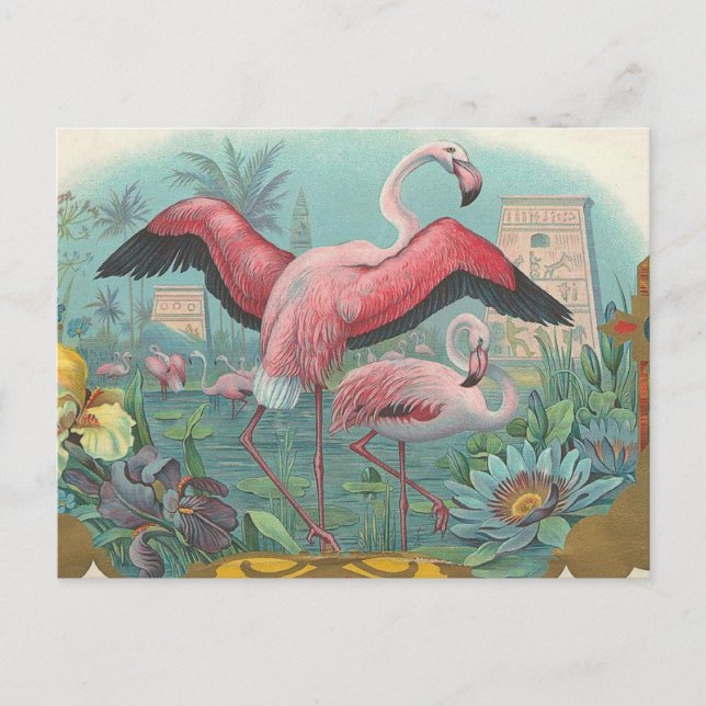Cartão Postal Flamingo (Frente)