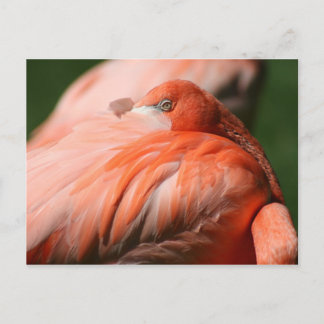 Cartão postal Flamingo
