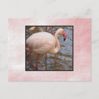 Cartão Postal Flamingo