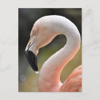 Cartão Postal Flamingo