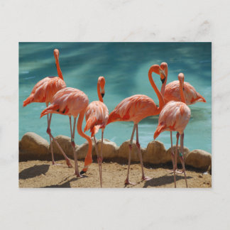 Cartão postal Flamingo