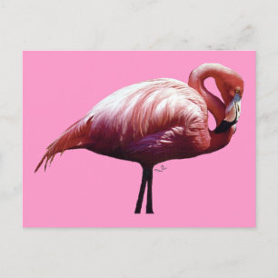 Cartão postal Flamingo