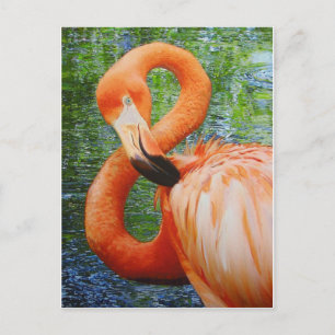 CARTÃO POSTAL FLAMINGO