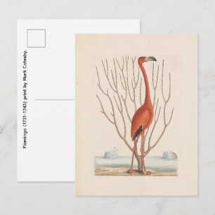 Cartão Postal Flamingo (1731-1743) impressão de Mark Catesby