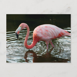 Cartão Postal Flamingo 2